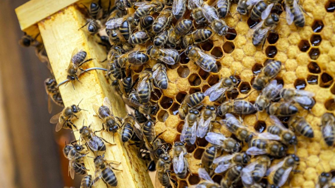 Produtores de mel e derivados do sul se reúnem em Chapecó nesta semana