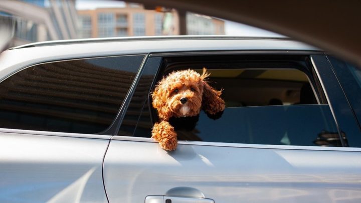 STJ começa a decidir sobre pensão para pets após separação de casal