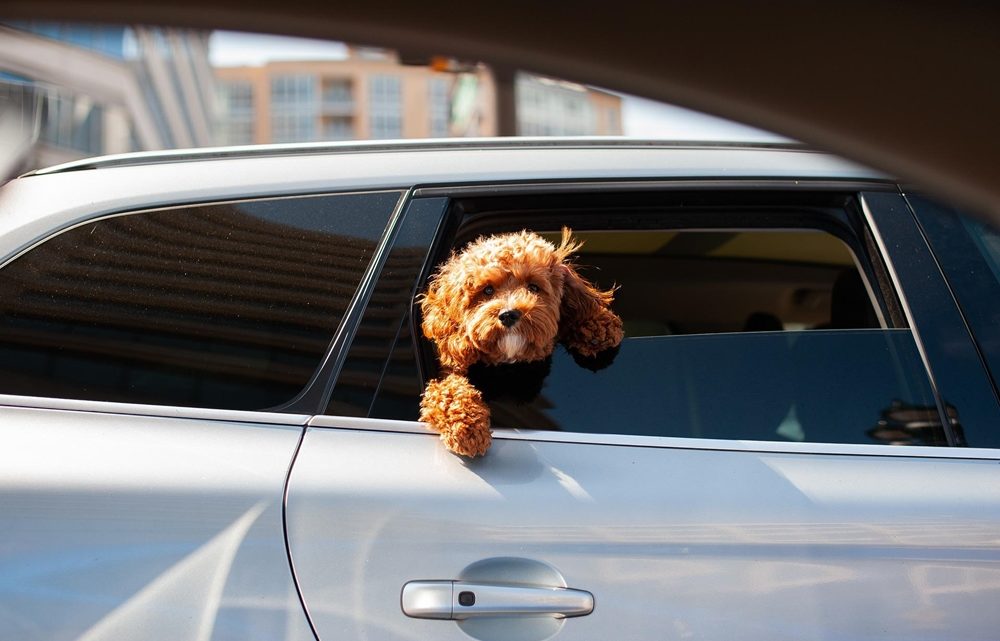 STJ começa a decidir sobre pensão para pets após separação de casal