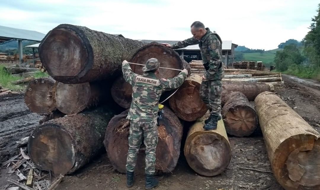 PMA flagra corte ilegal de árvores nativas no interior do município de Marema