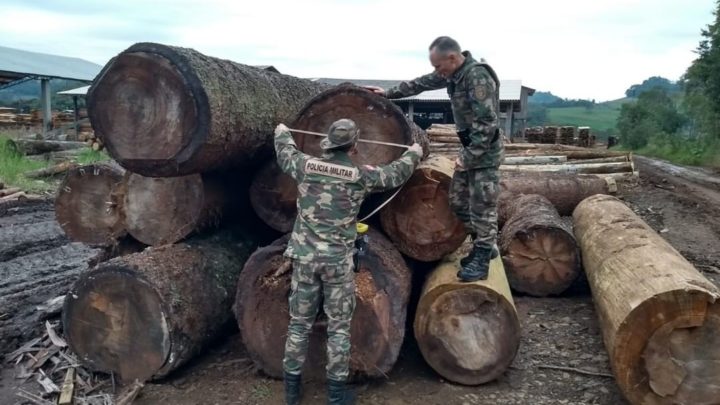 PMA flagra corte ilegal de árvores nativas no interior do município de Marema