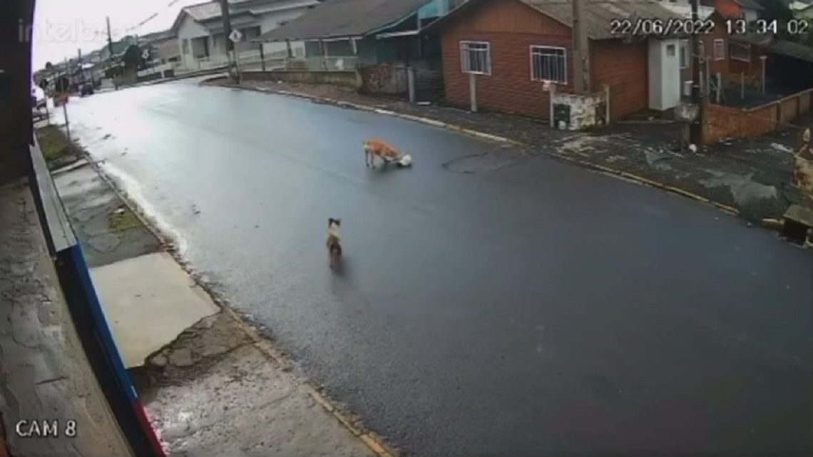 Vídeo: cadela é atropelada por ônibus da Prefeitura