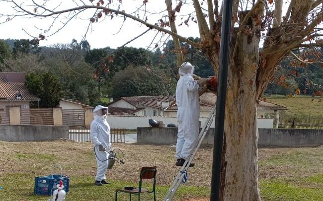 Crianças e professoras são atacadas por abelhas em SC