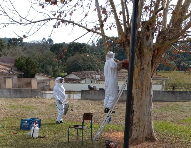 Crianças e professoras são atacadas por abelhas em SC