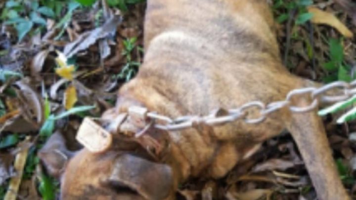 Homem é preso no Oeste por matar cão a marretadas por recompensa de 10 reais