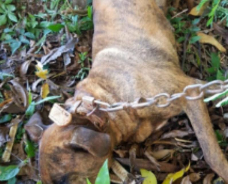 Homem é preso no Oeste por matar cão a marretadas por recompensa de 10 reais