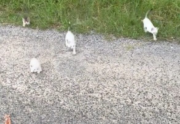 Vídeo: homem vai salvar gatinho e sofre “emboscada” de filhotes