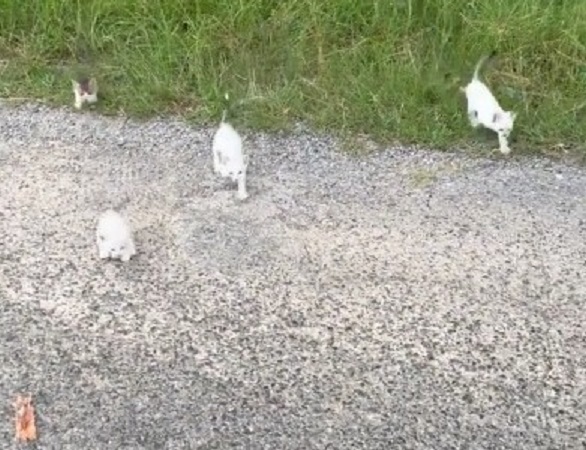 Vídeo: homem vai salvar gatinho e sofre “emboscada” de filhotes