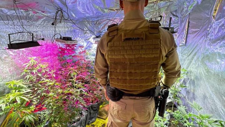 Vídeos: Polícia Militar desmonta 3 estufas de plantação de maconha e skunk em SC