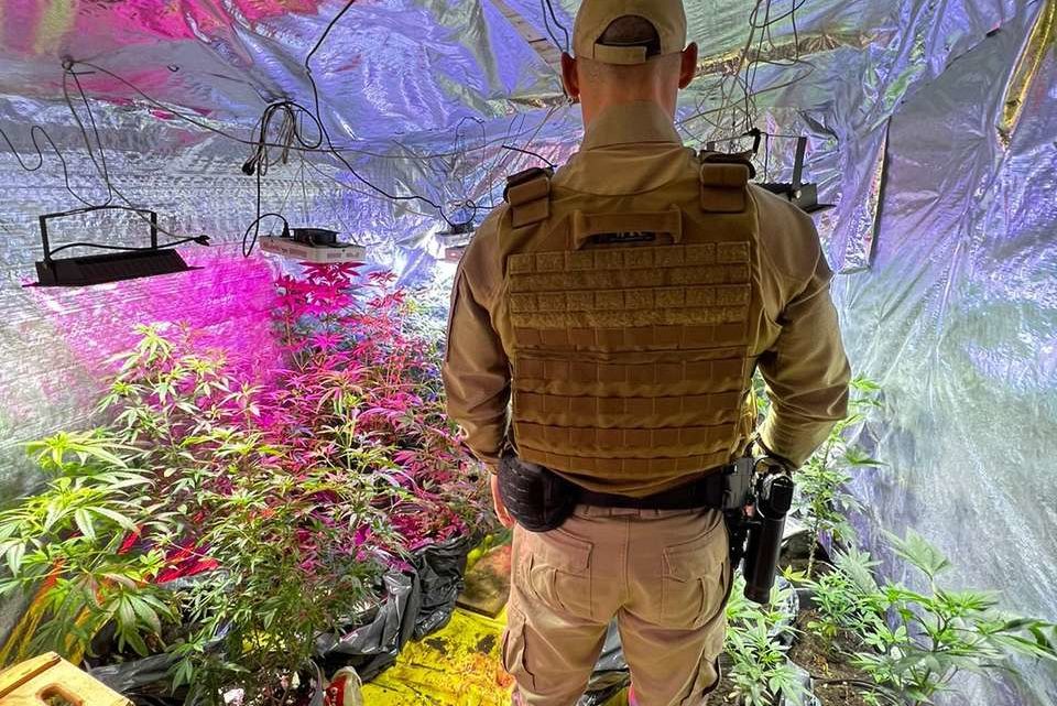 Vídeos: Polícia Militar desmonta 3 estufas de plantação de maconha e skunk em SC