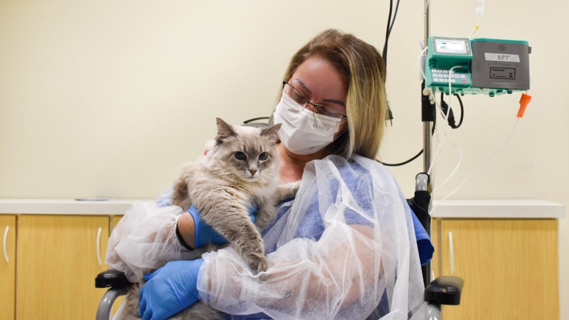 Vídeo: paciente internada se emociona ao receber visita da gata de estimação