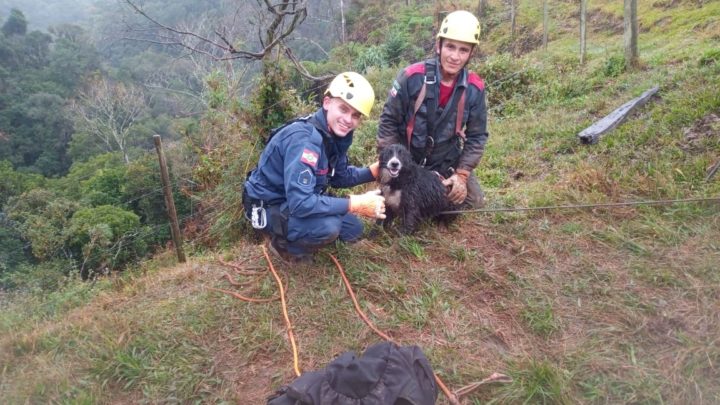 Cachorro é resgatado de um penhasco em SC