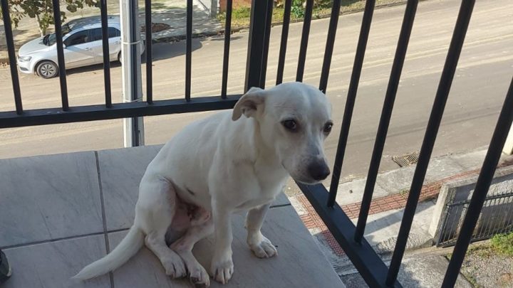 Vídeo: suspeito de espancar cachorro por ter destruído cigarros é preso em flagrante em SC