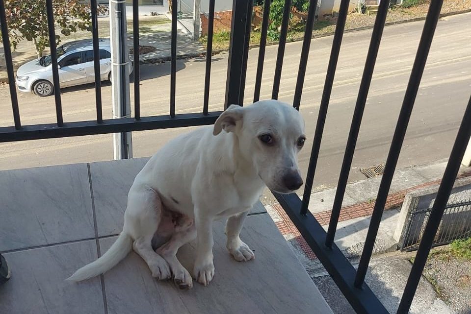 Vídeo: suspeito de espancar cachorro por ter destruído cigarros é preso em flagrante em SC