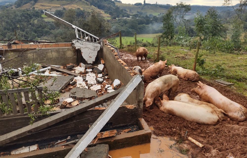 Vendaval destrói chiqueirão no interior de Erval Velho