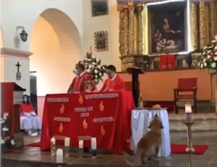 Vídeo: cachorro aproveita a distração do padre e “rouba” pão em missa
