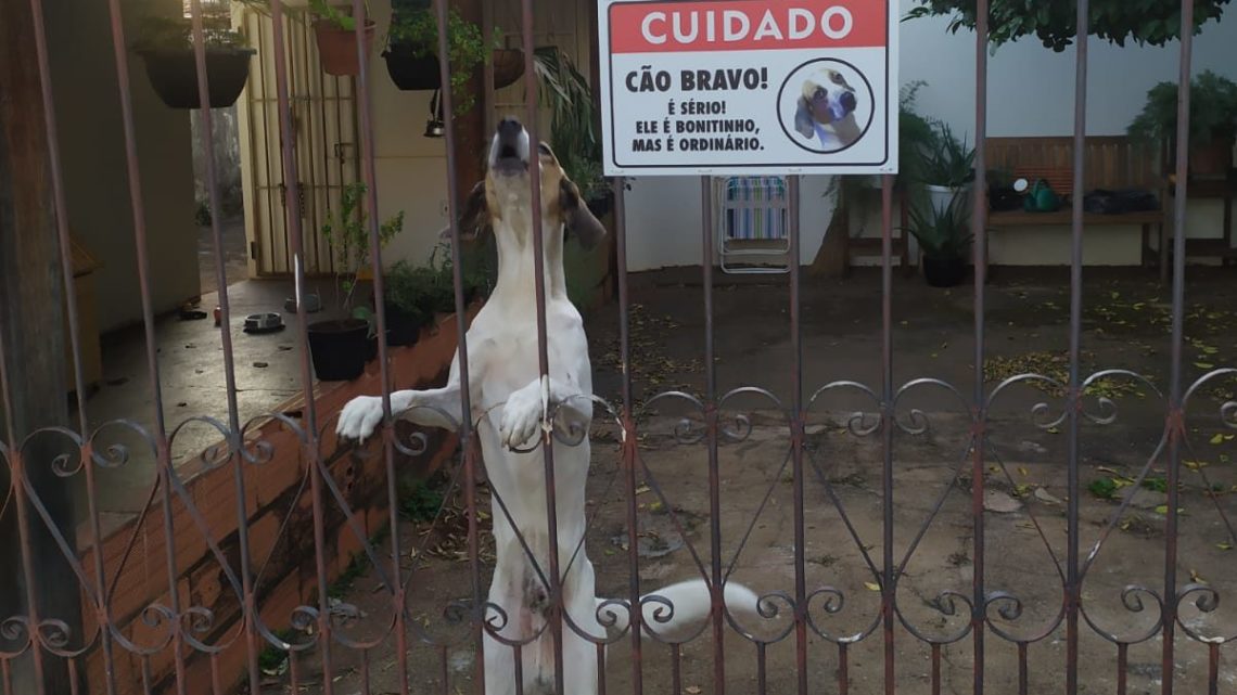‘Bonitinho, mas ordinário’: placa de aviso para cãozinho bravo viraliza na internet