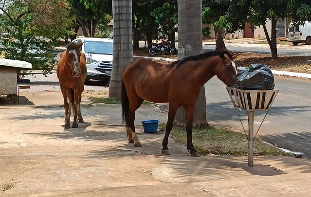 Lei municipal prevê multa para quem deixar cavalo solto em espaços públicos em Chapecó