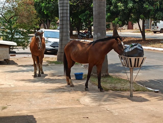 Lei municipal prevê multa para quem deixar cavalo solto em espaços públicos em Chapecó