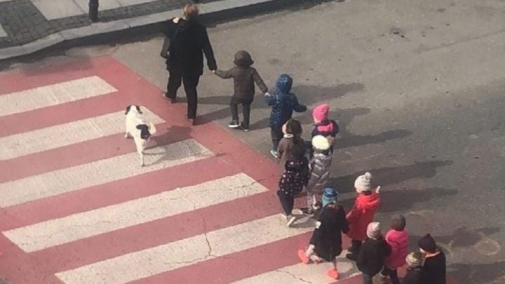Cachorro “guarda de trânsito” chama atenção ao ajudar crianças atravessar a rua