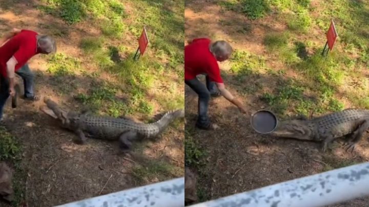 Vídeo: australiano usa frigideira para brigar com crocodilo e proteger seu animal de estimação