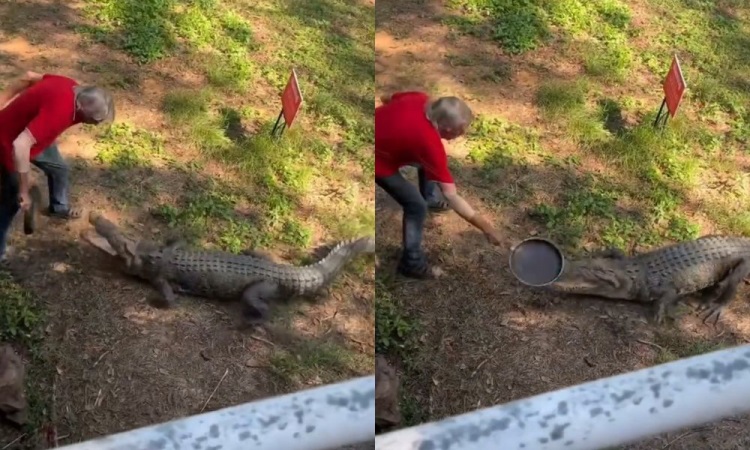 Vídeo: australiano usa frigideira para brigar com crocodilo e proteger seu animal de estimação