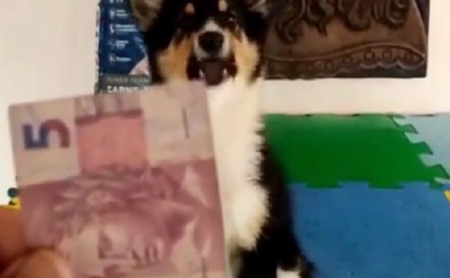 Vídeos: cão de SC identifica notas de dinheiro e faz contas