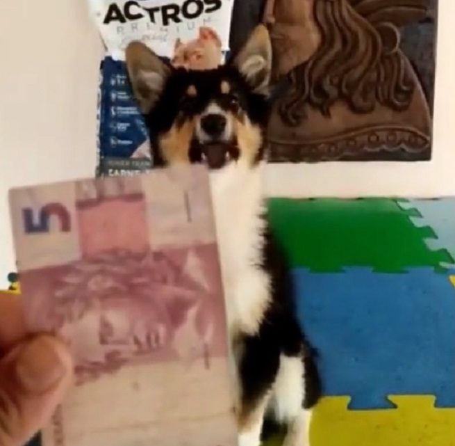 Vídeos: cão de SC identifica notas de dinheiro e faz contas