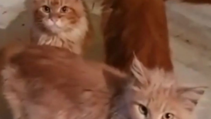 Russa desmaia em casa e é devorada por 20 gatos de estimação