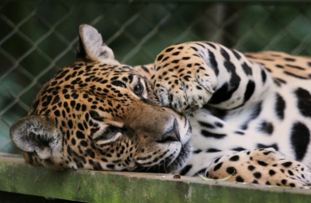 Morre Nina, a onça-pintada mais velha do Brasil