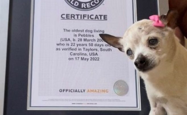 Cachorra de 22 anos é a mais velha do mundo, segundo Livro dos Recordes