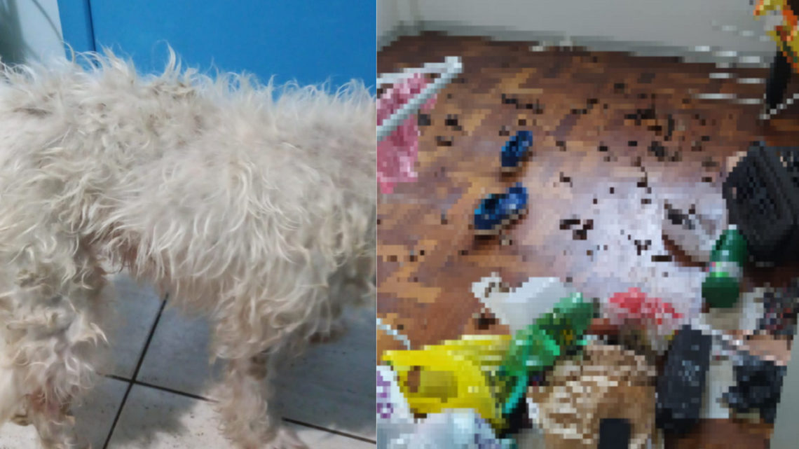 Cachorro é resgatado de apartamento após dias abandonado em Chapecó