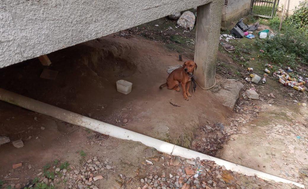 Cachorros são encontrados magros e acorrentados no meio do lixo