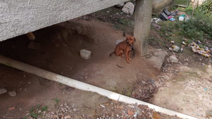 Cachorros são encontrados magros e acorrentados no meio do lixo