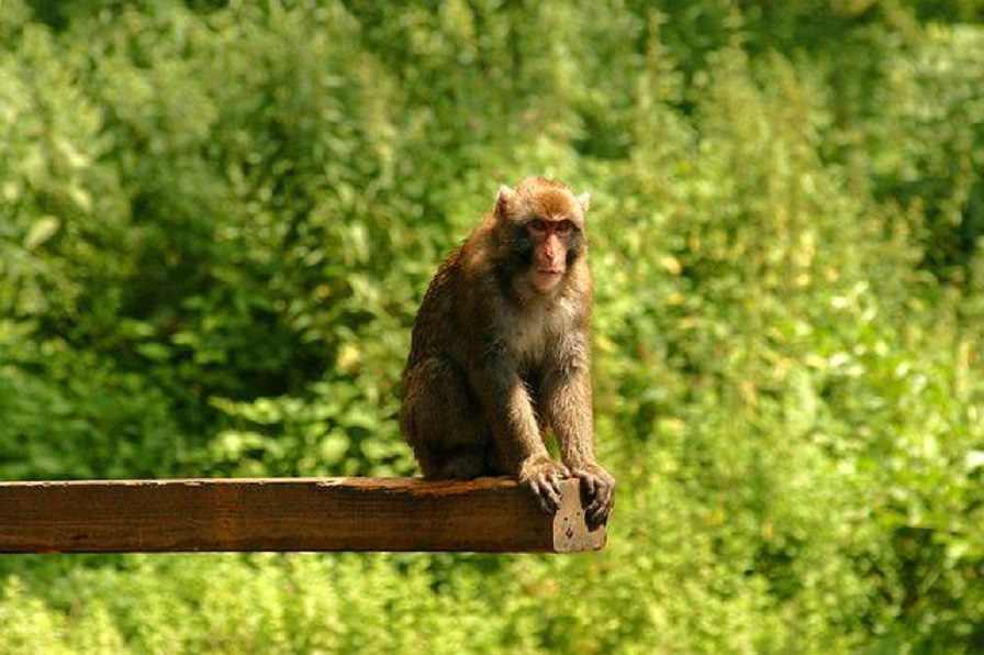 ‘Gangue’ de macacos saqueadores já atacou mais de 50 pessoas no Japão