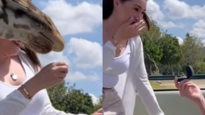 Vídeo: Girafa atrapalha pedido de casamento e noiva acaba em hospital
