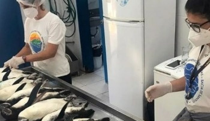 Mais de 10 pinguins são encontrados mortos em praia de SC