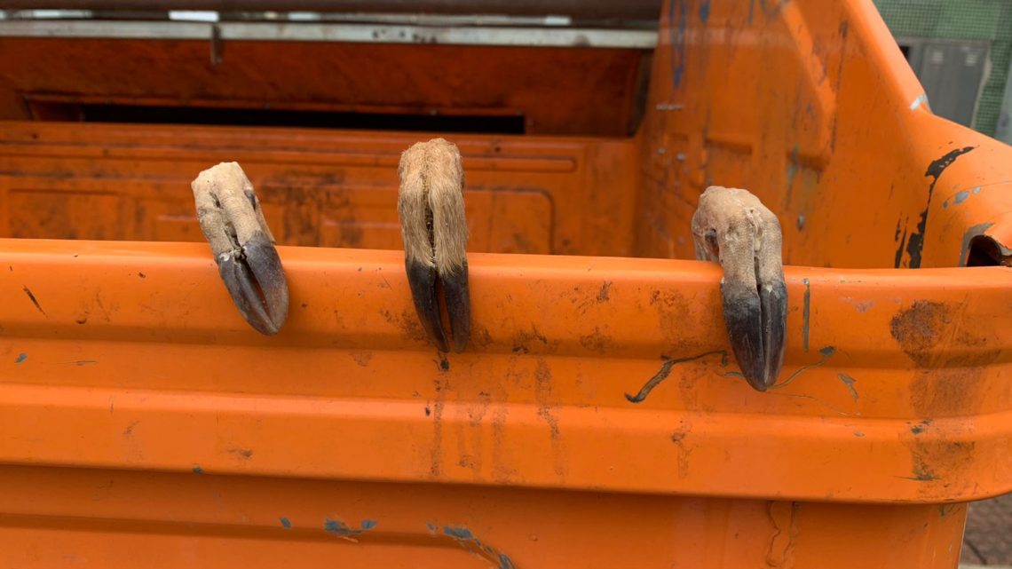 Cena inusitada é vista em container de lixo em Chapecó; veja o que era!