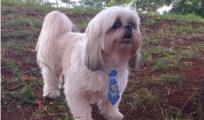Chapecó terá mutirões de castração gratuitos