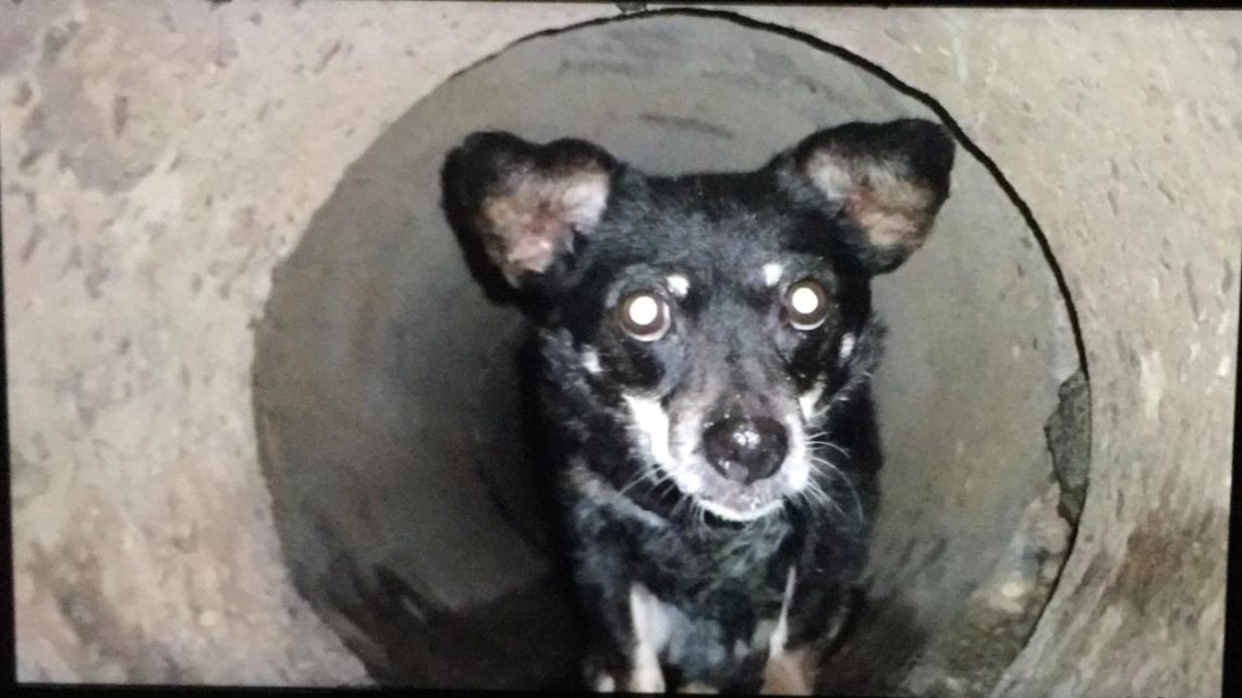 Vídeo: cachorrinha fica presa em tubulação em SC