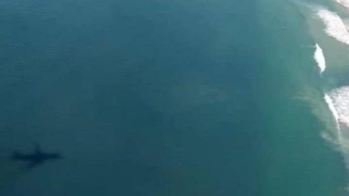 Passageira confunde sombra de avião com baleia em Florianópolis e momento hilário viraliza