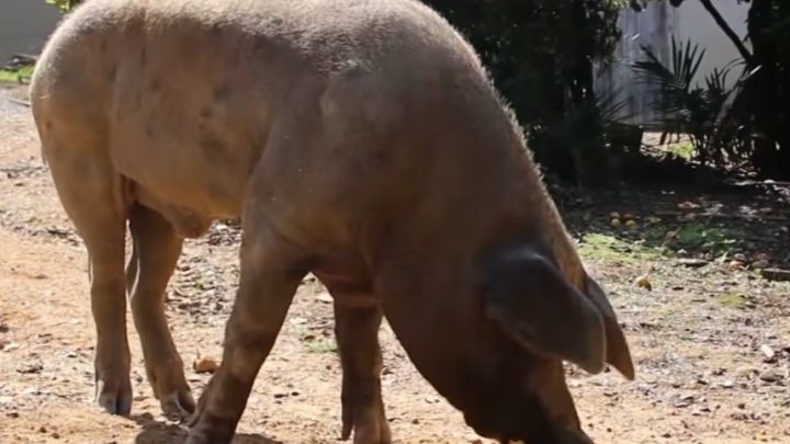 Porco gigante vira atração em cidade de SC; veja as imagens