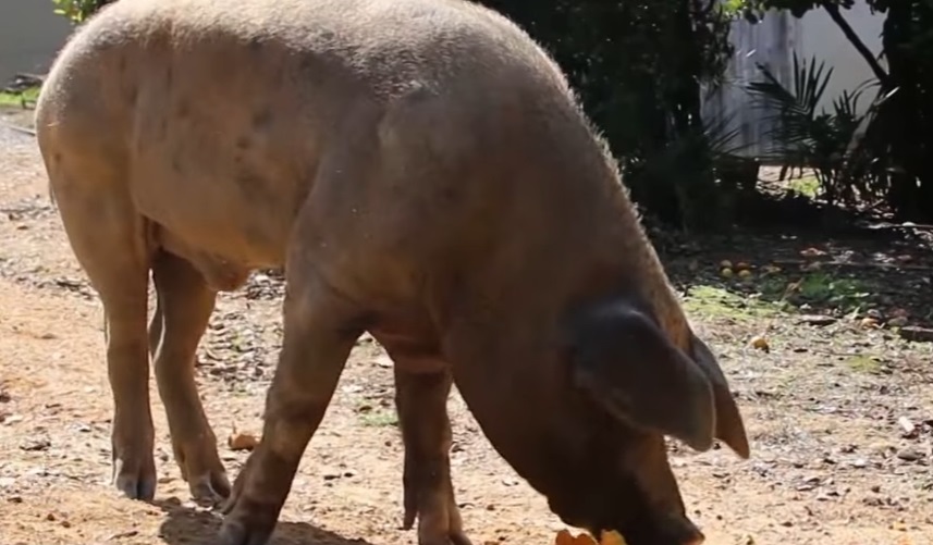 Porco gigante vira atração em cidade de SC; veja as imagens