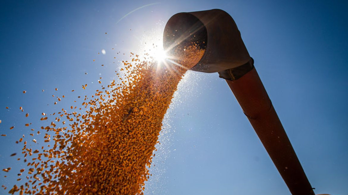 Fornecimento de milho é desafio para a competitividade da agroindústria de SC