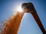 Fornecimento de milho é desafio para a competitividade da agroindústria de SC