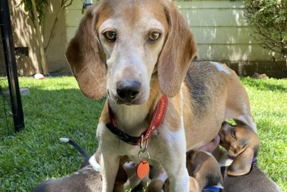 Cachorro que sofreu maus tratos é adotado pela realeza britânica