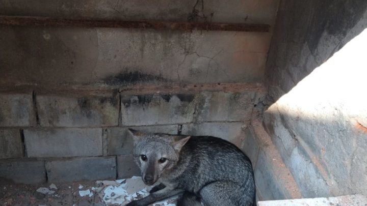 Vídeo: raposa é encontrada dentro de churrasqueira no Sul de SC
