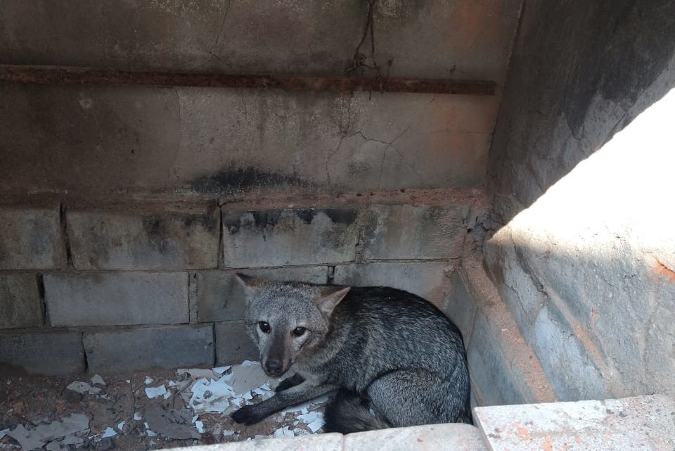 Vídeo: raposa é encontrada dentro de churrasqueira no Sul de SC