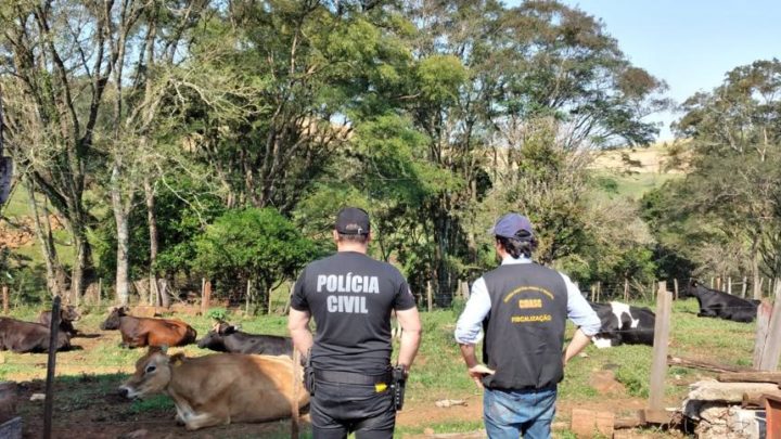 Vídeo: CIDASC e Polícia Civil realizam operação “Boi nos Aires” e fecham abatedouro clandestino