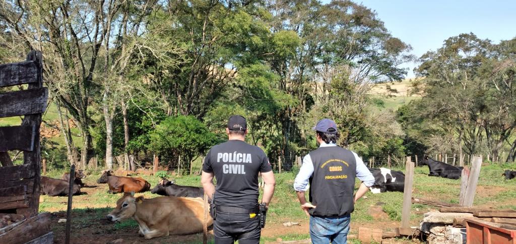 Vídeo: CIDASC e Polícia Civil realizam operação “Boi nos Aires” e fecham abatedouro clandestino